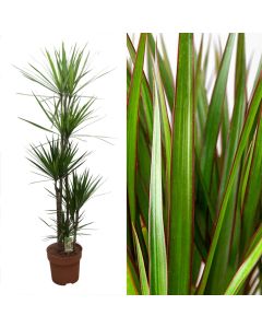 Dracaena marginata bicolor 5 plant v.27 h.180