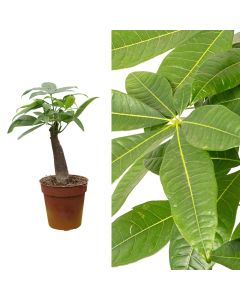 Pachira aquatica v.10 h.25