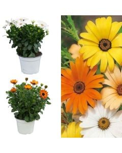 Dimorphoteca v.14 h.25