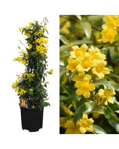 Carolina jessamine, gelsemium sempervirens v.19 h.75-95