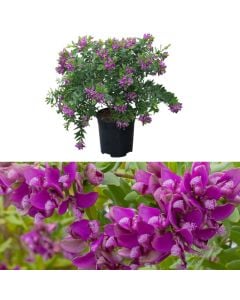 Polygala myrtifolia v.19 h.30-45