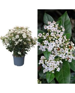 Viburnum tinus v.24 h.70