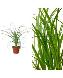 Beaucarnea recurvata v.12 h.35