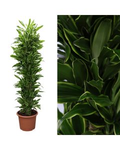 Dracaena golden coast v.45 h.230, branched