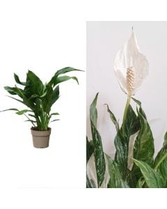 Spathiphyllum diamond v.17 h.60