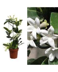 Stephanotis floribunda v.13 h.45, cilinder