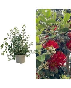 Metrosideros excelsa v.18 h.60