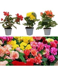 Begonia mix v.12 h.25