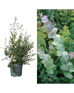 Eucalyptus cinerea, silver dollar v.25