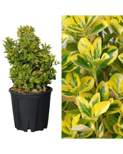 Euonymus japonicus v.25 h.70-80