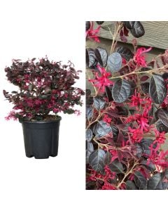 Loropetalum chinense fede v.25 h.70-80