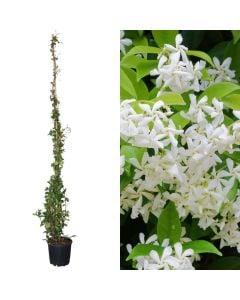 Jasemine, trachelospermum jasminoides v.25 h.175-200