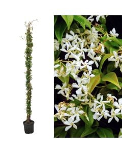 Jasemine, trachelospermum jasminoides v.30 h.250-300
