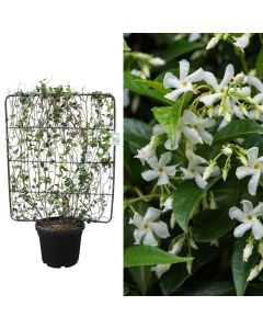 Jasemine, trachelospermum jasminoides v.45 h.160-170, spalier 110x95