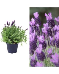 Lavandula stoechas v.22 h.30-40