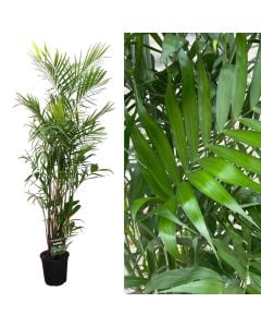 Chamaedorea seifrizii v.24 h.160