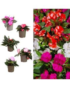 Impatiens mix v.13 h.25
