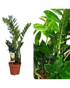 Zamioculcas v.17 h.80