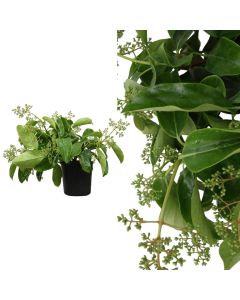 Viburnum lucidum v.17 h.45