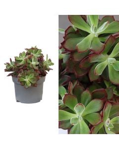 Echeveria pulvinata v.13 h.15