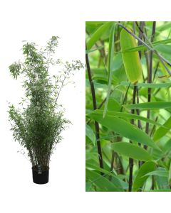 Bambu, bambusa fargesia viking v.38 h.230