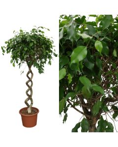 Ficus benjamina exotica v.40 h.170, double spiral