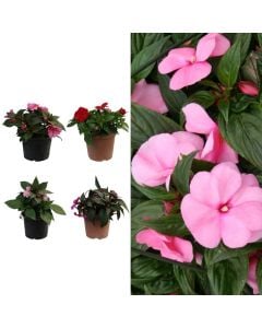 Impatiens v.15