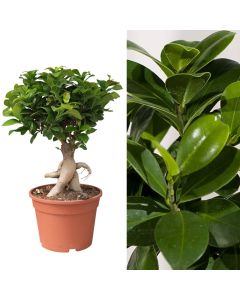 Ficus ginseng bonsai v.16 h.40