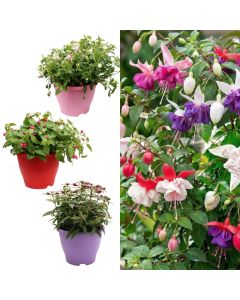 Fuchsia mix v.19 h.30