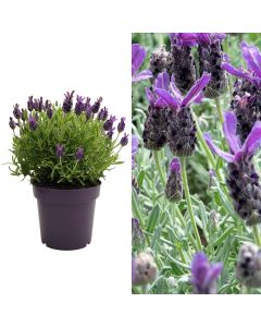 Lavandula stoechas v.15 h.30-40