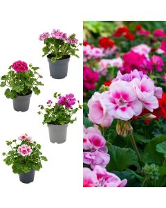 Pelargonium mix v.11 h.25