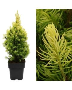 Picea glauca daisys white v.17 h.45-60