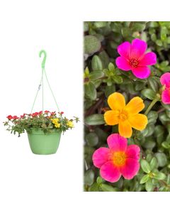Portulaca v.21