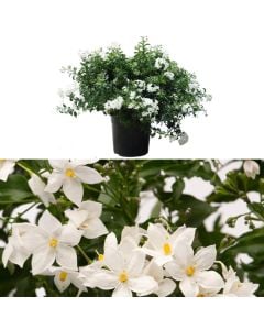 Solanum jasminoides v.27 h.50-60