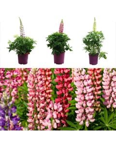 Lupinus v.17 h.40