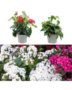 Pentas lanceolata v.14 h.20