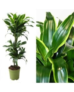 Dracaena dorado 3 plant v.21 h.100-125