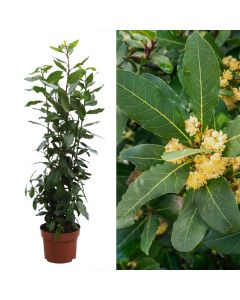 Dafine, laurus nobilis v.18 h.60