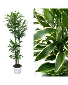 Dracaena golden coast v.30 h.170