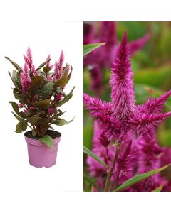 Celosia spicata, merida pink v.12 h.35