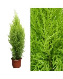 Cupressus goldcrest wilma v.21 h.85-100