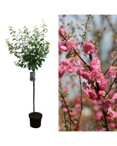 Qershi dekorative, prunus triloba v.27 h.140-160