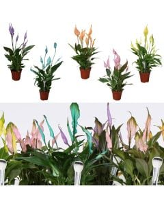 Spathiphyllum make upz mixed v.13 h.40