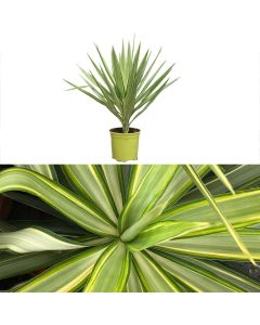 Yucca elephantipes jewel v.21 h.60-70