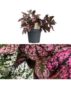 Hypoestes phyllostachya v.17 h.20
