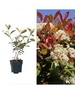 Photinia red robin v.17 h.50