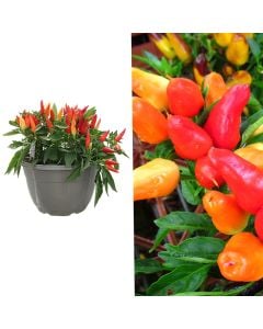 Spec djegës, capsicum annuum v.25 h.25