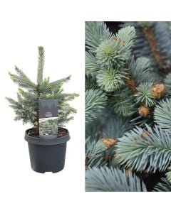 Picea pungens glauca v.19 h.35