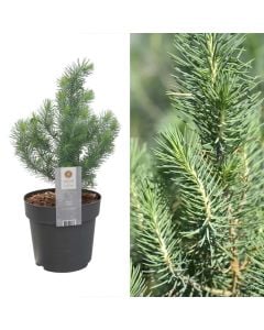 Pinus pinea silver crest v.17 h.55