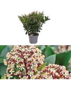Skimmia japonica rubella v.23 h.60
